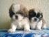 Sch�ne Shih Tzu Welpen