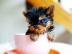 Erstaunliche Yorkshire Terrier Welpen!