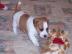 Adorable Jack-Russell-Terrier Welpen. . 