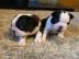 Boston Terrier zu verkaufen