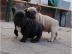 Franz�sische Bulldoggen Welpen