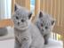 Nette britische Blau Kurzhaar Kitten zu