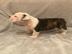 Englische Bulldogge Welpe (+41798072575)