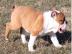 english bulldog puppy