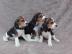 Sch?ne Beagle Welpen