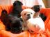 mops welpen mit papieren
