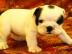 Englisch Bulldogge Welpen. . . . . . 