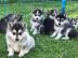 Gesund-super nette pomsky Welpen bereit,