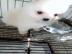 Pomeranian Welpenjunge verf�gbar und ber