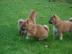 Shiba Inu Welpen, reinrassig !~200EUR