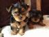 Sch�ne Biewer Yorkshire Terrier Welpen. l
