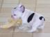 Franz�sische Bulldogge Welpen mit papier