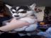 2 Super s��e Huskywelpen 12