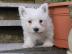 West Highland Terier Welpen jetzt bereit