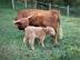 Mini Highland Cattle,Dexter,Schottisches