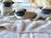 Mops Welpen