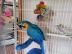 Blaue und goldene Ara-Papageien. . . . 