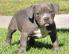 American Staffordshire Pitbull Terrier