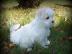 S��er Malteser-Welpen, ( 3 H�ndinnen un