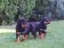 Wir haben Rottweiler Welpen mit ADRK Pap