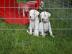 Bildsch�ner Dogo Argentino Welpen