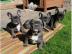 Reinrassige Franz?sische Bulldogge welpe