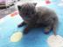 BHK Kitten im Whiskas Look Black Silver!