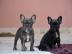 Franz?sische Bulldogge Welpe H?ndin Blau