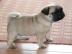 Super s��e MINI Mops Welpen mit papiere