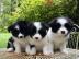 Border Collie Welpen