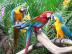 Nette Papageien verf�gbar