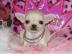 Chihuahua Welpen