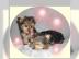 Yorkshire Terrier Welpen mit Ahnentafel