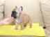 Reinrassige franz?sisch Bulldogge