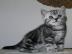 Silber tabby Britisch Kurzhaar K�tzchen