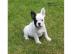 Franz�sische Bulldoggen Welpen, abgabebe