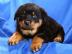 Rottweiler Welpen