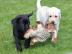 Entz?ckende Labrador-Welpen WhatsApp Num