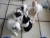 Mini Chihuahua Babys  (Langhaar und.  Kur