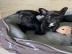 Franz?sische Bulldoggen mit Stammbaum