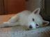 Reinrassige Blue Eye Siberian Husky Welp