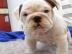 Englische Bulldoggenwelpen