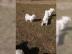 Reinrassige Bichon Friese Welpen