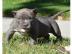 Junger playfull Pittbull ben�tigt ein Ha