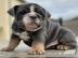 Englische Bulldoggenwelpen suchen Zuhaus