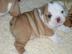 Englische Bulldoggenwelpen !