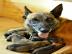 Belgischer Sch�ferhund Malinois FCI