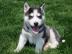 Siberian Husky Welpen zu verkaufen