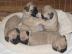 Mops Welpen