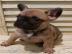 Franz�sische bulldogge Welpen